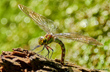  Blaugrne Mosaikjungfer (Aeshna cyanea) 