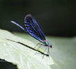 Blauflgel-Prachtlibelle (Calopteryx virgo)