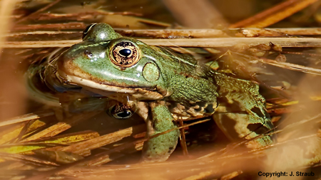 Wasserfrosch 