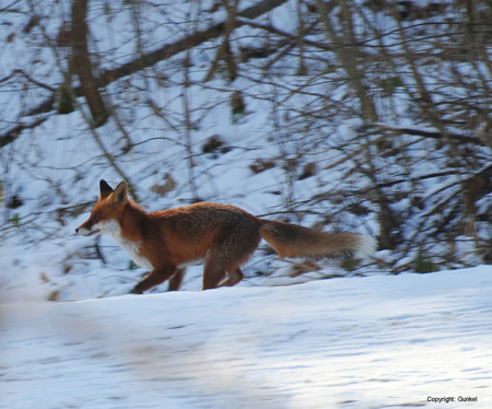 Rotfuchs (Vulpes vulpes) 