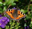  Kleine Fuchs (Aglais urticae, Syn.: Nymphalis urticae) 