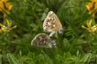 Silbergrner Bluling (Lysandra coridon