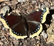 Trauermantel (Nymphalis antiopa)