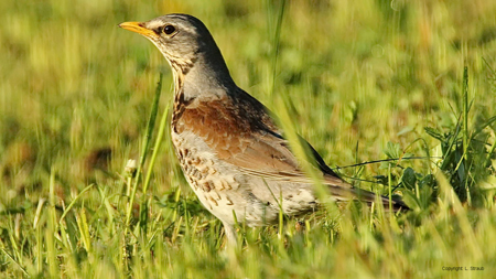  Wacholderdrossel (Turdus pilaris)