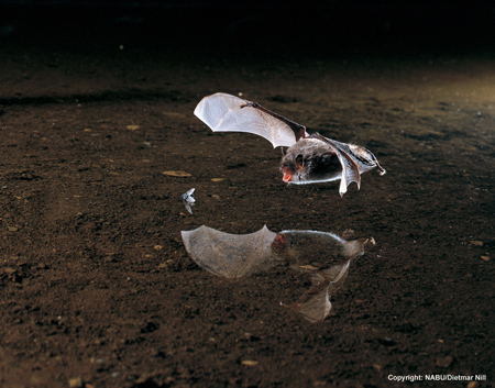 Wasserfledermaus (Myotis daubentonii) 