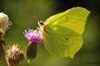 Zitronenfalter (Gonepteryx rhamni) 