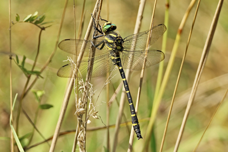 Zweigestreifte Quelljungfer (Cordulegaster boltonii)