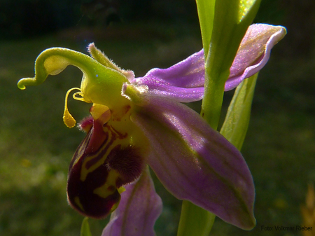 Bienen-Ragwurz (Ophrys apifera)