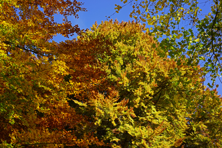 Rotbuche (Fagus sylvatica) 