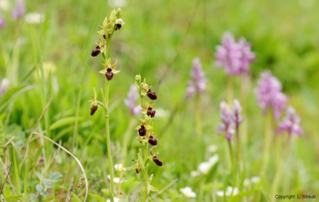 Fliegen-Ragwurz <br>(Ophrys Insectifera)