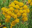 Gold-Aster <br>(Galatella linosyris) 