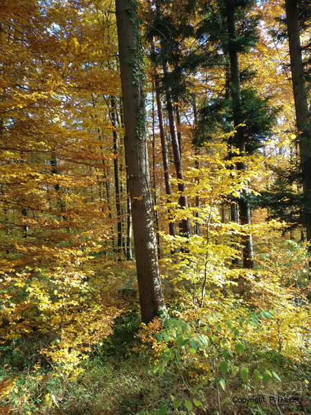 Herbstwald