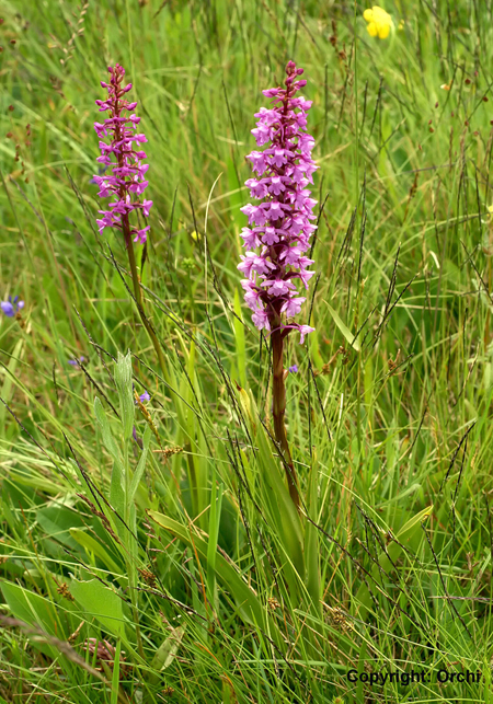 M�cken-H�ndelwurz (Gymnadenia conopsea) 