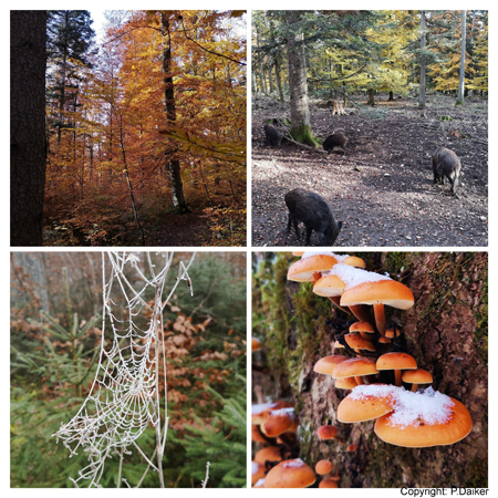 Herbstwald